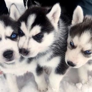 Sibirski Haski i Samojed stenci