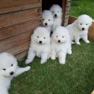 Sibirski Haski i Samojed stenci