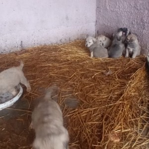 Turski kangal stenici