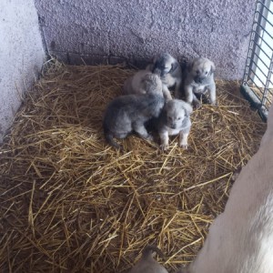 Turski kangal stenici