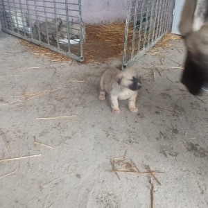 Turski kangal stenici