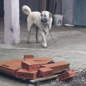 Turski kangal stenici