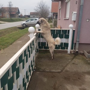 Turski kangal stenici