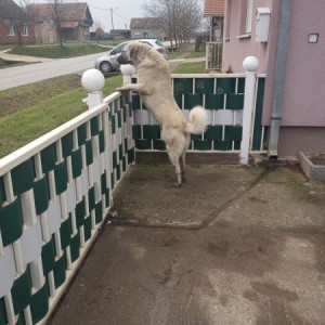 Turski kangal stenici