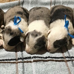 Border Collie stenci