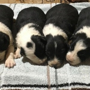 Border Collie stenci