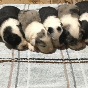 Border Collie stenci