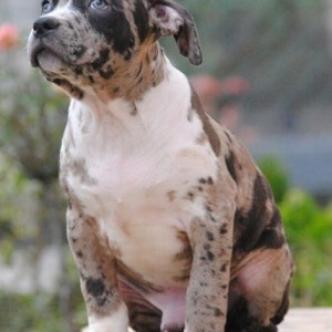 American bully xl