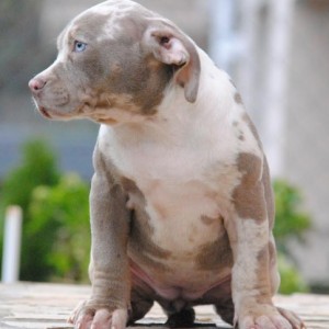 American bully xl