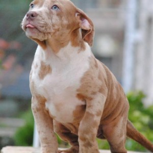 American bully xl