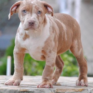 American bully xl