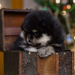 Pomeranski i Nemacki spic spic
