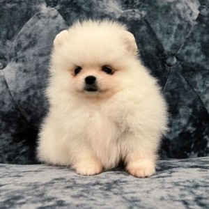 Pomeranski i Nemacki spic spic