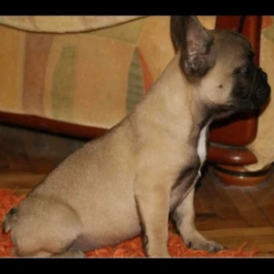 Francuski buldog stenci