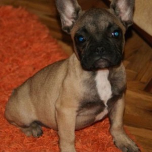 Francuski buldog stenci
