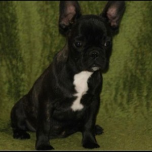 Francuski buldog stenci