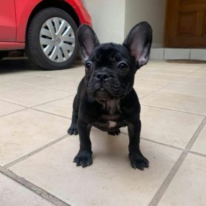 Proda&#xFB;ts&#xE2; zam&#xE2;tnye &#x15D;enki francuzskogo bul&#x2B9;doga kobel&#x2B9; i suka