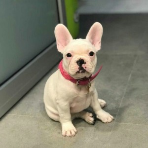 Proda&#xFB;ts&#xE2; zam&#xE2;tnye &#x15D;enki francuzskogo bul&#x2B9;doga kobel&#x2B9; i suka