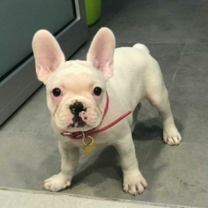 Proda&#xFB;ts&#xE2; zam&#xE2;tnye &#x15D;enki francuzskogo bul&#x2B9;doga kobel&#x2B9; i suka