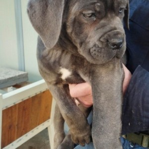 Cane Corso štenci