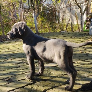 Cane Corso štenci