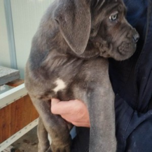 Cane Corso štenci