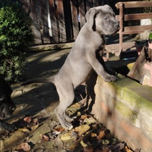 Cane Corso štenci