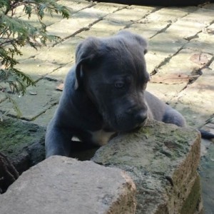 Cane Corso štenci