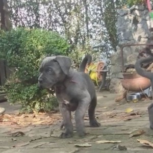 Cane Corso štenci