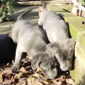 Cane Corso štenci