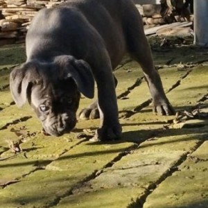 Cane Corso štenci