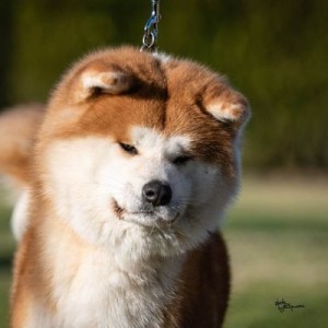 Akita Inu
