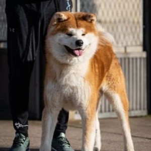 Akita Inu