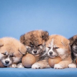 Akita Inu