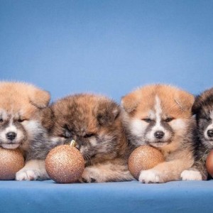 Akita Inu