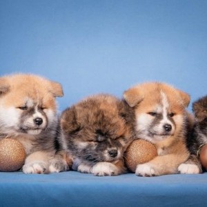 Akita Inu