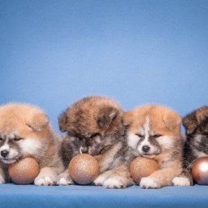 Akita Inu