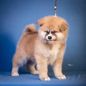 Akita Inu