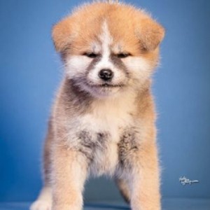 Akita Inu
