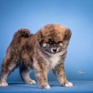 Akita Inu