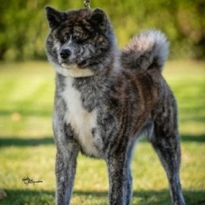 Akita Inu