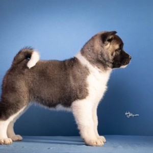 Americka akita