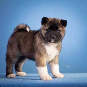 Americka akita