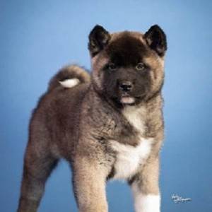 Americka akita