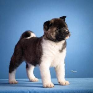 Americka akita