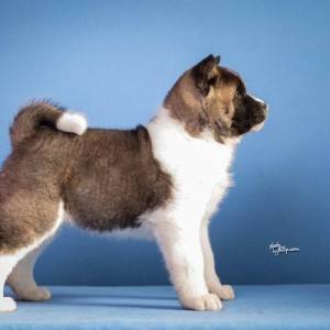 Americka akita