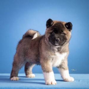 Americka akita