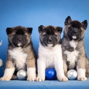 Americka akita