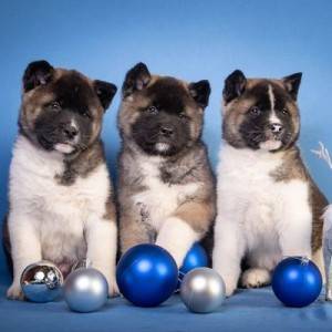 Americka akita