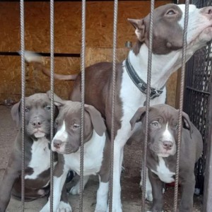 Pit Bull Terijer i Stafordski Bul Terijer